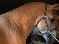Caballo, Caballos — foto 1
