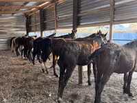 حصان, Horse breed — الصورة 1