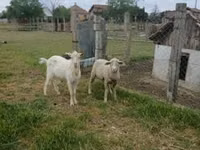 Carnero, Merino sheep — foto 3