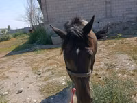 Stute, Skyros Pony — Foto 2