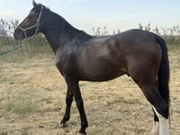 Caballo, Orlov Trotter — foto 4