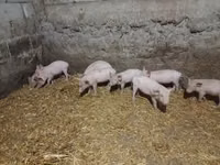 Säue, Schweine — Foto 4