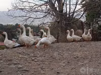 Ducks — Foto 7