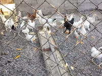 Chickens — Foto 1