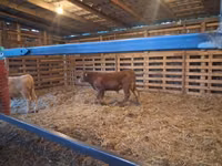 公羊, Sheep — 照片 3