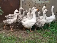 Geese — Foto 3