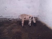 Widder, Suffolk sheep — Foto 2