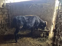 Buqa, Aberdin – Angus — 1-rasm