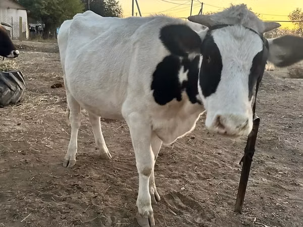 Kuh, Swiss cattle