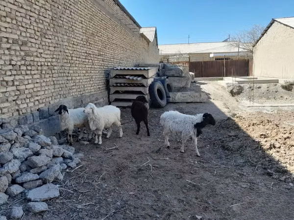 كبش, الأغنام — أوزبكستان