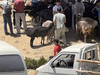 كبش, الأغنام — الصورة 2