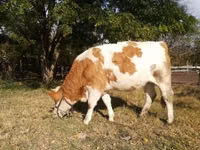 Kuh, Ungarische Graue Rasse — Foto 2
