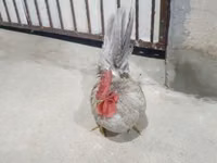 Chickens — 2-rasm