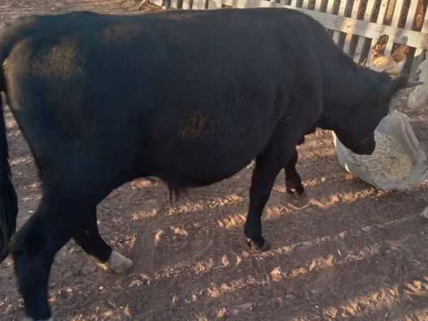 公牛, Cattle — 哈萨克斯坦
