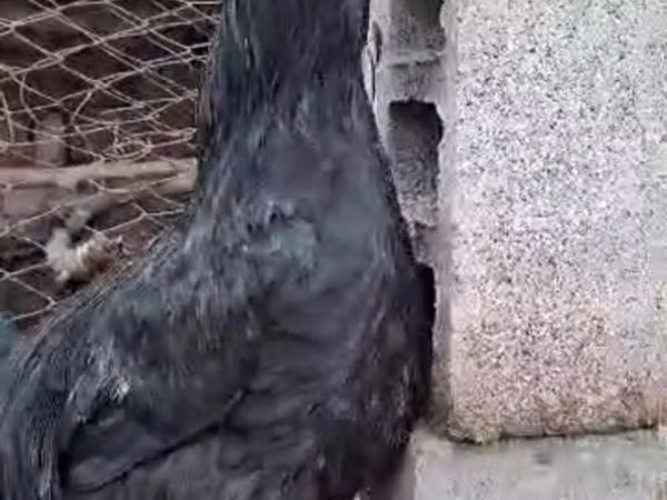 Chickens