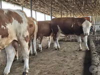 Toro, Simmental cattle — foto 6