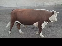 公牛, Cattle — 照片 3