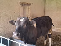 ثور, الماشية — الصورة 3