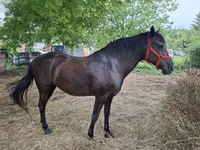 Mare, Hungarian horse breed — photo 4