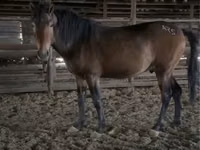 Caballo, Kazakh horse — foto 1