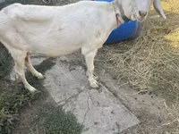 عنزة, Saanen goat — الصورة 2