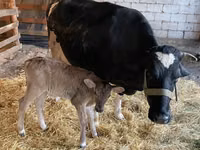 Vaca, Raza Holstein — foto 6