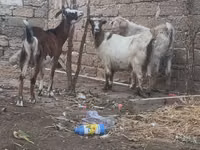 बकरा, बकरियाँ — फ़ोटो 2