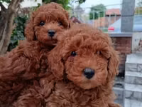 Məhsul: Toy pudel balaları Xüsusiyyətlər: - Cins: Toy Poodle (oyuncaq — Foto 2
