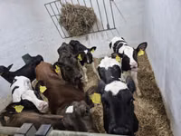 Toro, Russian Black pied cattle — foto 1