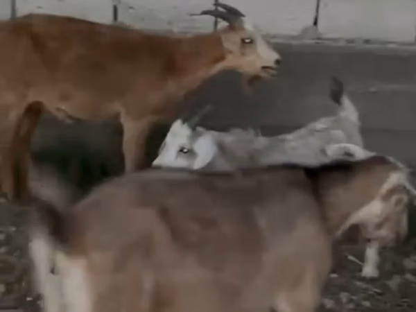母山羊, Goats — 哈萨克斯坦