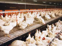 Premixuri pentru animale şi păsări — фото 1