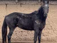 Aygʻir, Kazakh horse — 3-rasm