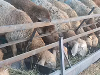 Widder, Schafe — Foto 6