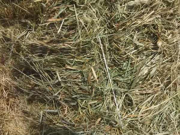 Сено в тюках в поле 800 тюков внутри зелёный 28-30кг ✅ Натуральное