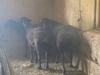 كبش, الأغنام — الصورة 2