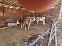 Buqa, Simmental cattle — 6-rasm
