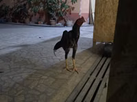 Chickens — الصورة 4