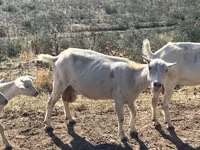 Ziege, LaMancha goats — Foto 7