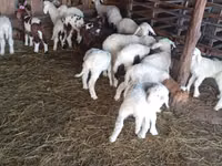 Schaf, Awassi sheep — Foto 1