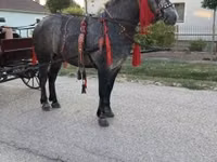 公马, Horses — 照片 4