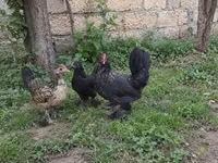 Chickens — الصورة 6