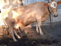 母牛, Swiss cattle — 照片 2