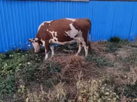 Сиыр, Latvian Blue cattle — 2-сурет