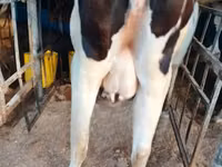 母牛, Holstein breed — 照片 1