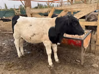 Bulle, Swiss cattle — Foto 8