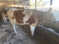 母牛, Simmental cattle — 照片 6