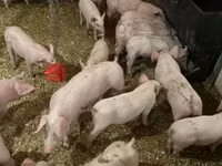 Schweine (Partie, Geschlecht nicht angegeben) — Foto 4
