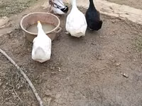 Ducks — foto 4