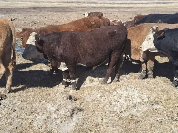 Buqa, Gereford