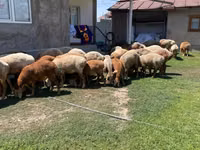 Schaf, Arashan sheep — Foto 5